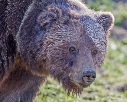 Picture of GRIZZLY BEAR BOAR