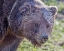 Picture of GRIZZLY BEAR BOAR