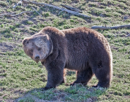 Picture of GRIZZLY BEAR BOAR II