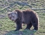 Picture of GRIZZLY BEAR BOAR II