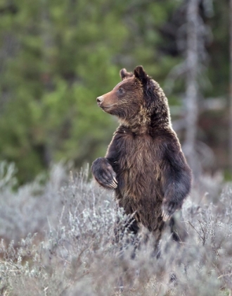 Picture of GRIZZLY TWO YEAR OLD