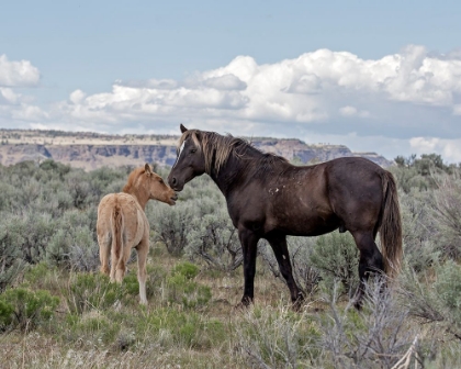 Picture of COPPER PENNYS FOAL AND JUNIPER