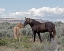 Picture of COPPER PENNYS FOAL AND JUNIPER