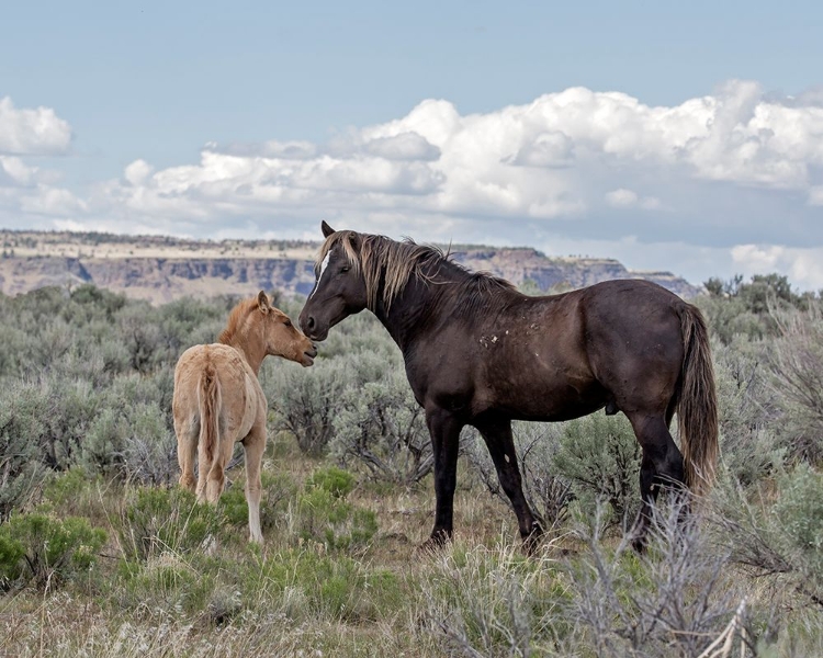 Picture of COPPER PENNYS FOAL AND JUNIPER