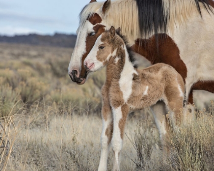 Picture of LADY BRAVEHEART AND FILLY