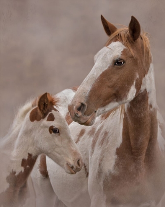 Picture of GYPSY AND SENTINEL