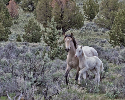 Picture of PALOMINO MARE AND COLT