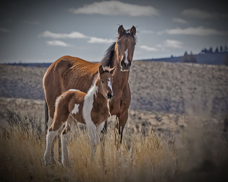 Picture of SEQUOYAH COLT