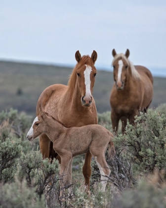 Picture of GOLDEN EAGLE, SPICE AND HER FOAL