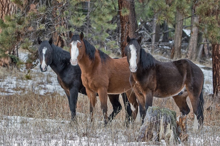 Picture of OCHOCO BACHELORS