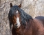 Picture of HALF MASK - OCHOCO STALLION