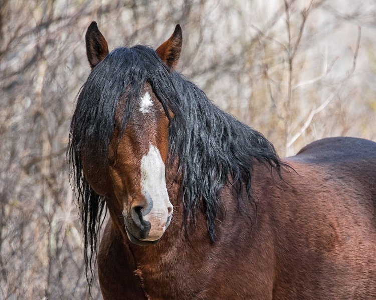 Picture of HALF MASK - OCHOCO STALLION