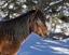 Picture of JOHNNY - OCHOCO STALLION