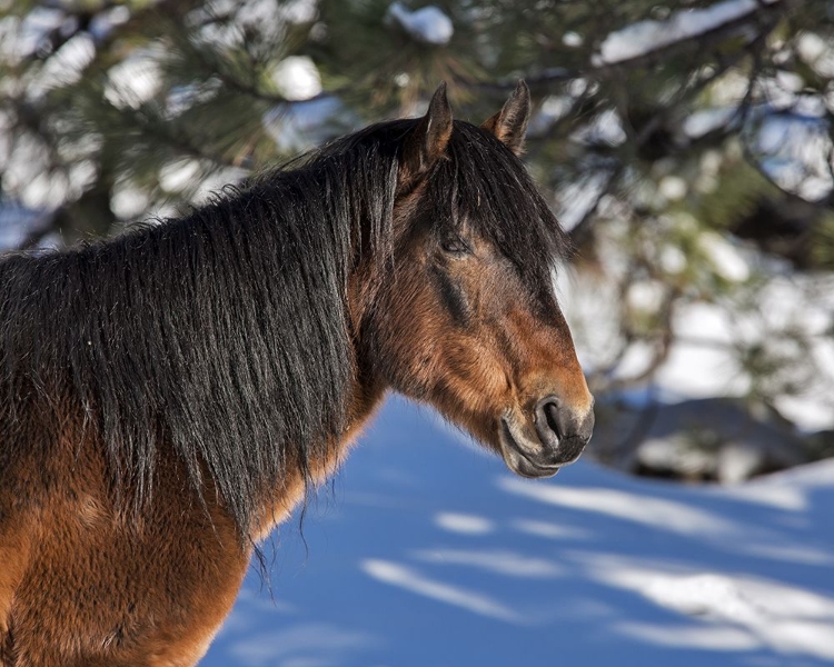 Picture of JOHNNY - OCHOCO STALLION