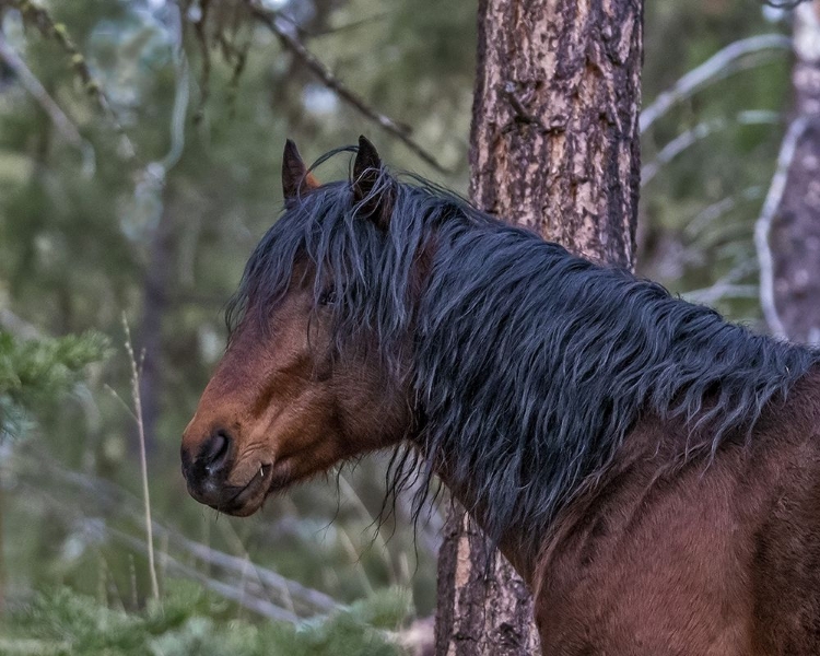 Picture of OCHOCO BAY STALLION