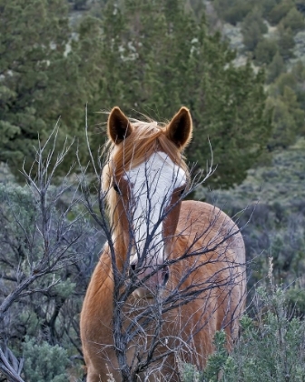 Picture of FILLY - PALOMINO BUTTES