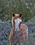 Picture of FILLY - PALOMINO BUTTES