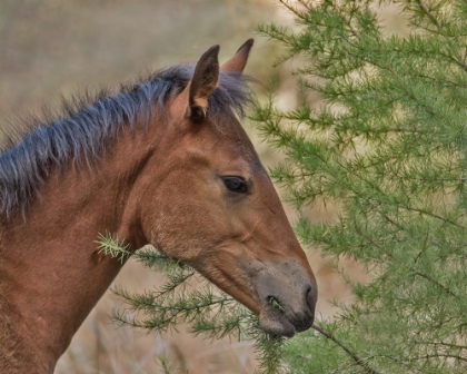 Picture of OCHOCO FOAL AND LARCH