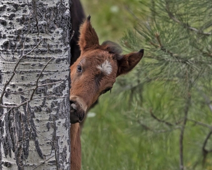 Picture of OCHOCO FOAL - OCHOCO