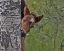 Picture of OCHOCO FOAL - OCHOCO