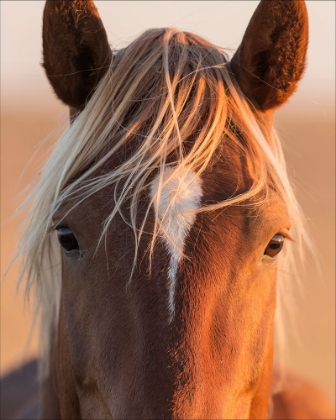 Picture of CURIOUS