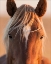 Picture of CURIOUS