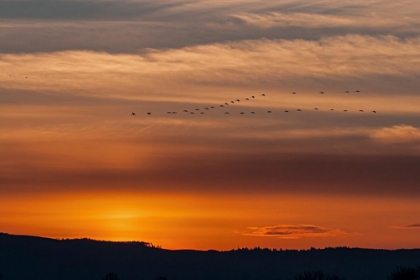 Picture of SUNSET FLIGHT