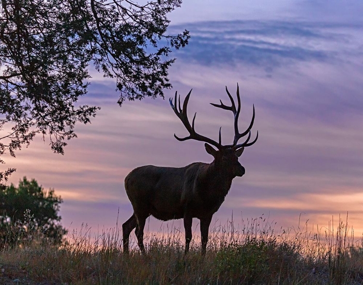 Picture of SUNRISE BULL