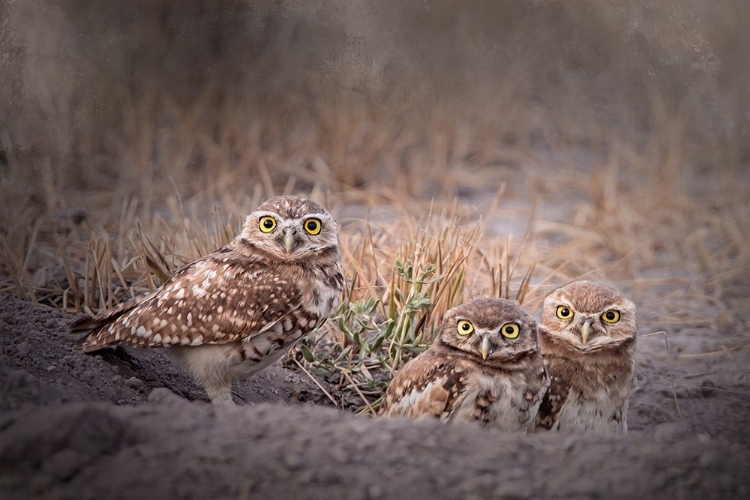 Picture of BURROWING OWL