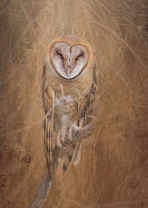 Picture of BARN OWL