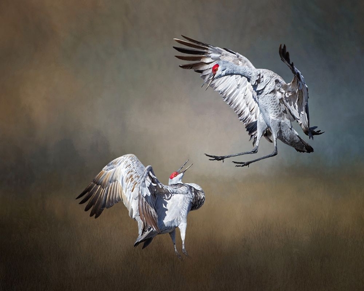 Picture of SANDHILL CRANES