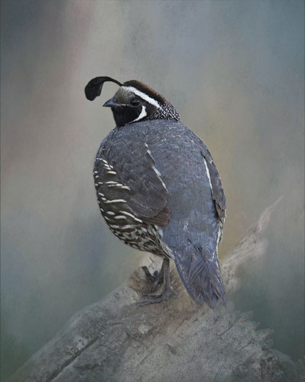 Picture of CALIFORNIA QUAIL