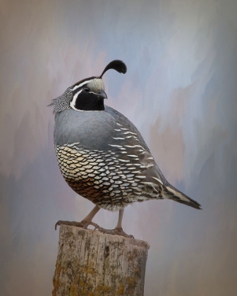 Picture of CALIFORNIA QUAIL II