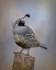 Picture of CALIFORNIA QUAIL II