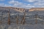 Picture of BOX CANYON RANCH