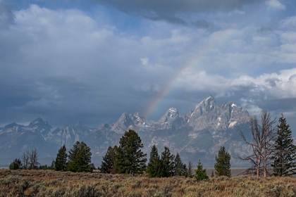 Picture of TETON RAINBOW