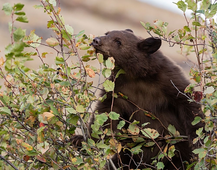 Picture of BLACK BEAR