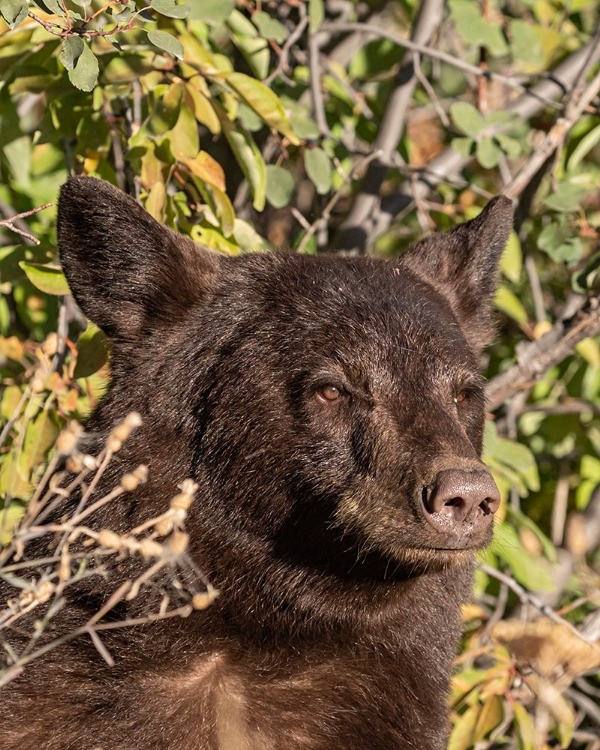 Picture of BLACK BEAR II