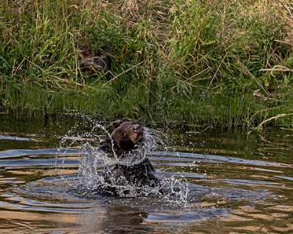 Picture of BLACK BEAR SOW