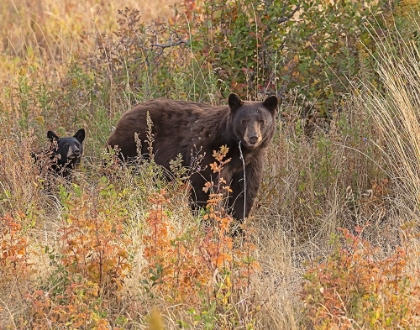 Picture of BLACK BEAR SOW AND CUB