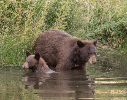 Picture of BLACK BEAR SOW AND CUB II