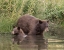 Picture of BLACK BEAR SOW AND CUB II