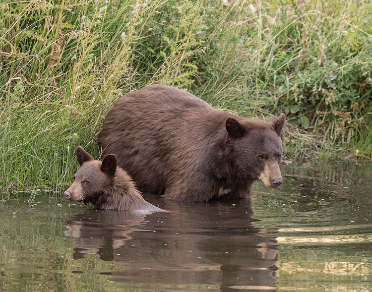 Picture of BLACK BEAR SOW AND CUB II