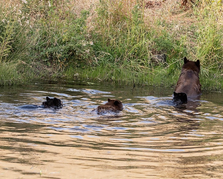 Picture of BLACK BEAR SOW AND CUBS