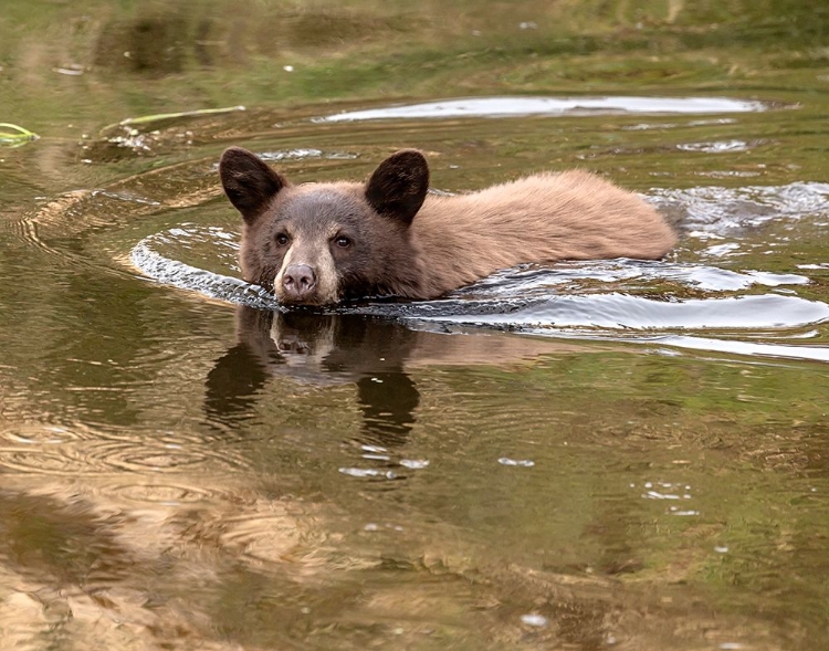 Picture of BLACK BEAR CUB