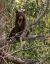 Picture of BLACK BEAR CUB