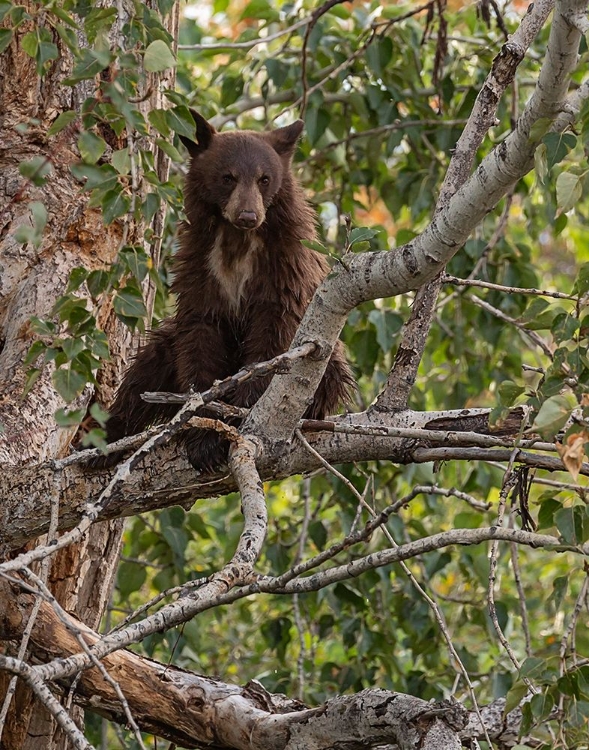 Picture of BLACK BEAR CUB