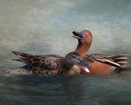 Picture of CINNAMON TEAL PAIR