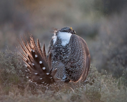 Picture of GREATER SAGE GROUSE