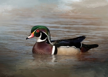 Picture of WOOD DUCK